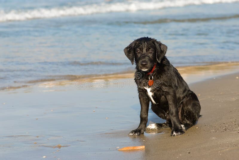 Fun on the beach royalty free stock photo Fun on the beach royalty free stock photo