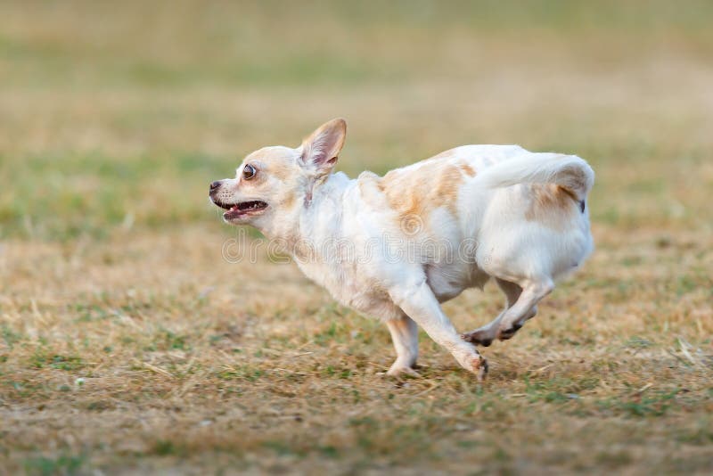 Fun dog,Happy dogs having fun in a field, running on the field. royalty free stock photo Fun dog,Happy dogs having fun in a field, running on the field. royalty free stock photo