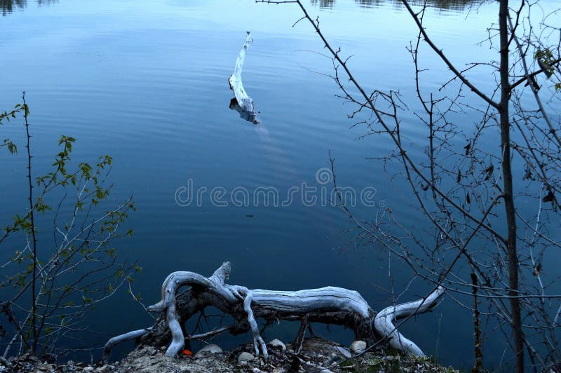 Download Whimsical Log Animals In The Lake Stock Image - Image of spring, humorous: 100820833