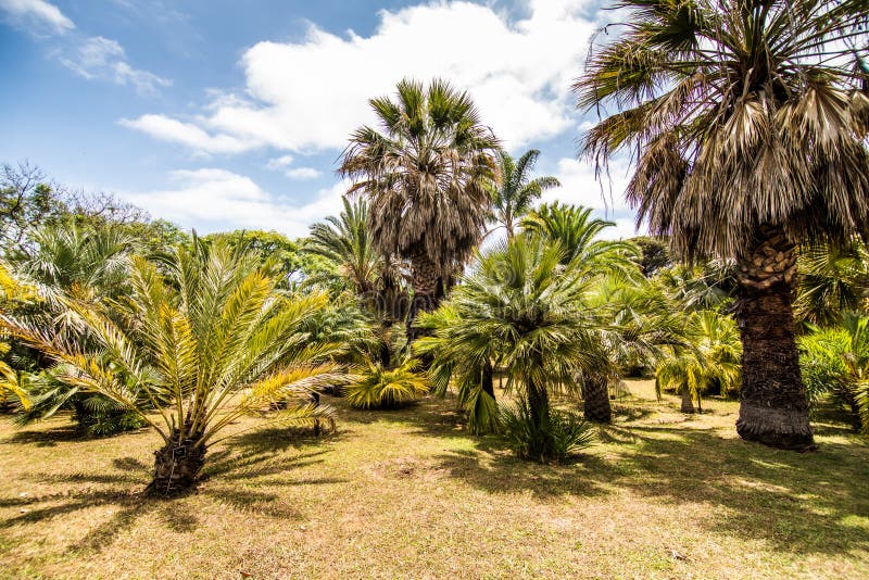 Funchal, Madeira - July, 2018. Decorative green park - Botanical garden Funchal, Madeira