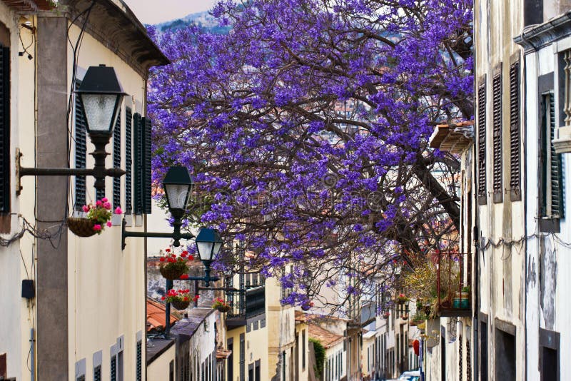 funchal Мадейра стоковые изображения funchal Мадейра стоковые изображения