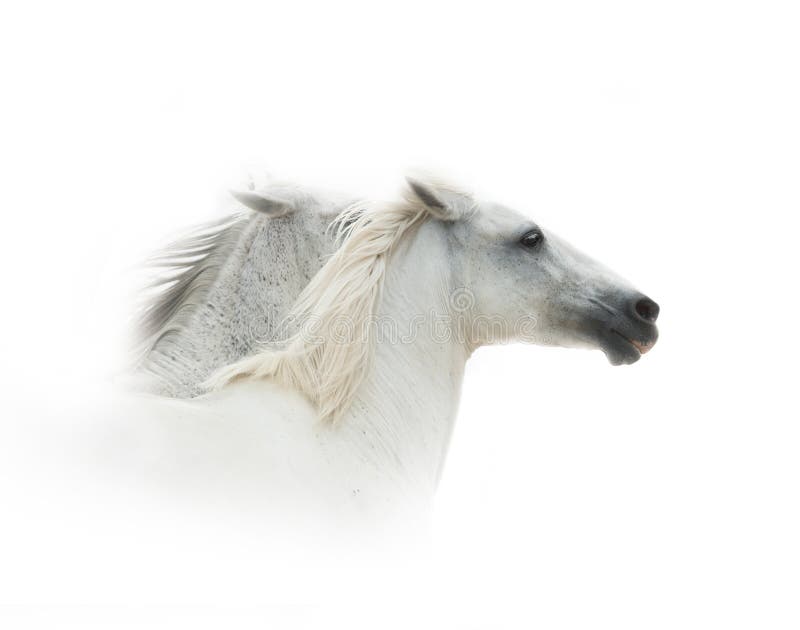 Funcionamiento de los caballos blancos fotografía de archivo libre de regalías Funcionamiento de los caballos blancos fotografía de archivo libre de regalías