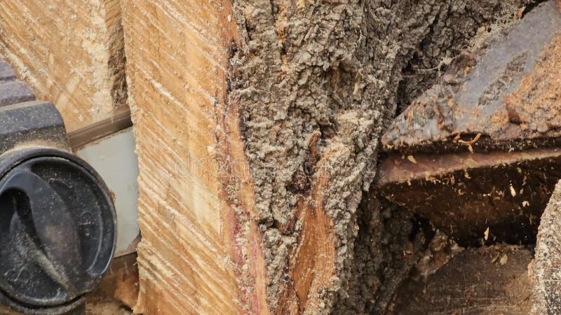 Funcionamiento de una sierra de cadena eléctrica. preparación de leña para el invierno. una sierra corta un árbol