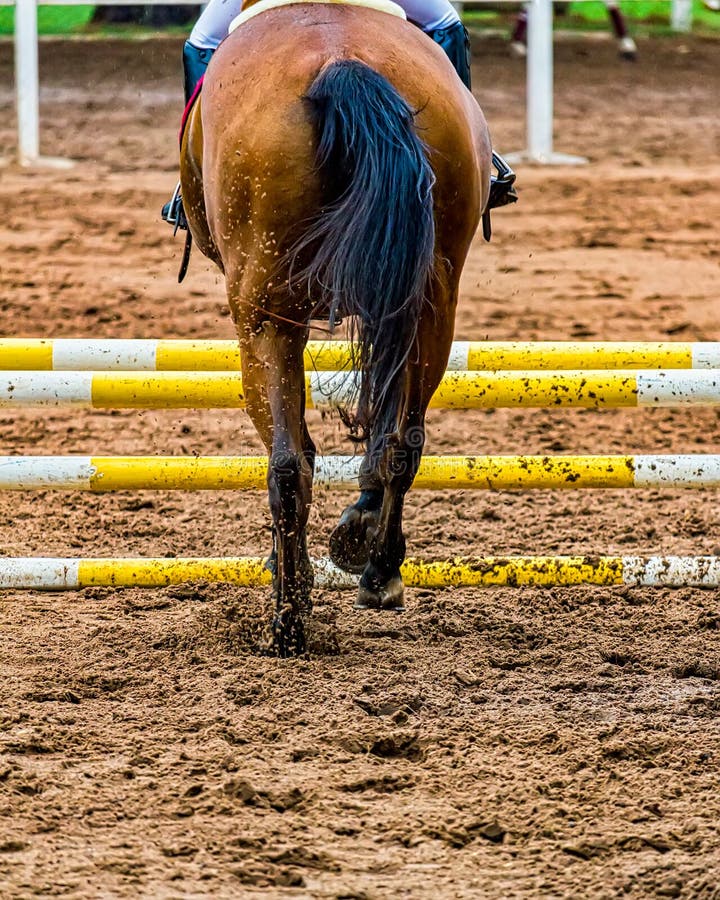 Funcionamiento del caballo hacia el obstáculo en la raza ecuestre vista detrás fotos de archivo Funcionamiento del caballo hacia el obstáculo en la raza ecuestre vista detrás fotos de archivo