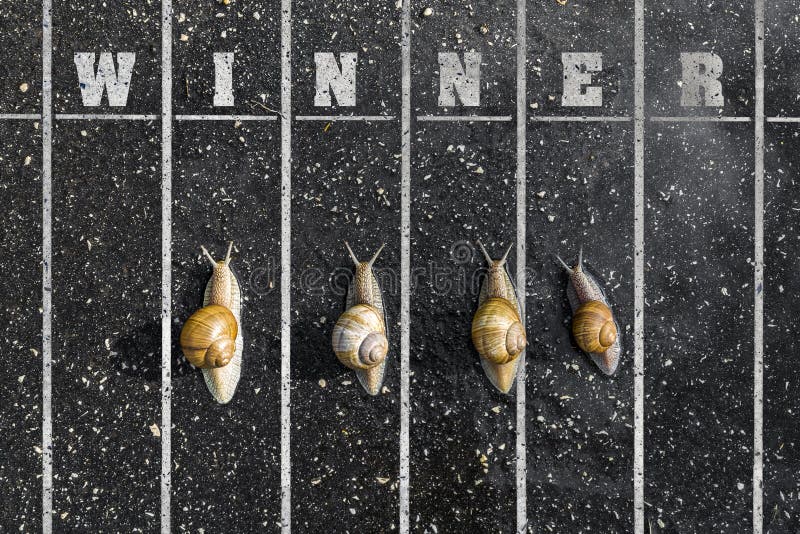 Funcionamiento del caracol, cerca de la meta, muestra del ganador en la tierra imágenes de archivo libres de regalías Funcionamiento del caracol, cerca de la meta, muestra del ganador en la tierra imágenes de archivo libres de regalías