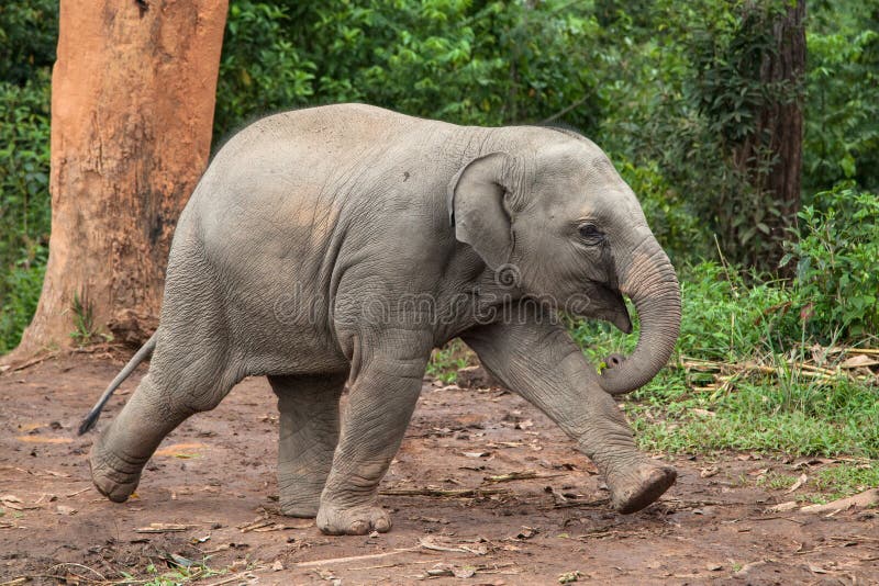 Outdoor Elefante corriendo 24 cm África jardín suerte Animal personaje escultura en