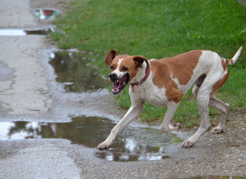 Funcionamiento furioso del perro fotografía de archivo libre de regalías Funcionamiento furioso del perro fotografía de archivo libre de regalías