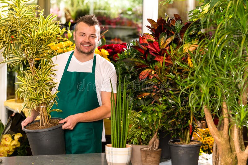 Funcionamiento potted masculino de la flor de la planta del ayudante de departamento imágenes de archivo libres de regalías Funcionamiento potted masculino de la flor de la planta del ayudante de departamento imágenes de archivo libres de regalías