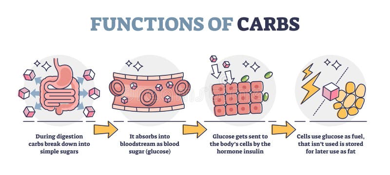 Functions Of Carbs And Carbohydrates In Digestive System Outline Diagram Stock Vector Illustration Of Protein Concept Functions Of Carbs And Carbohydrates In Digestive System Outline Diagram Stock Vector Illustration Of Protein Concept