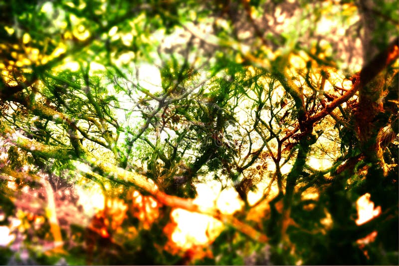 Fundal foliat abstract royalty free stock image