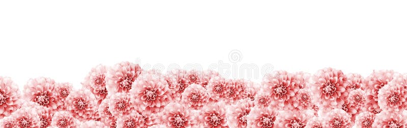 Fundal margini florale Dahlia cu flori albe roz deschis, de culoare roz deschis, de culoare închisă, cu textură pastel roz royalty free stock photography