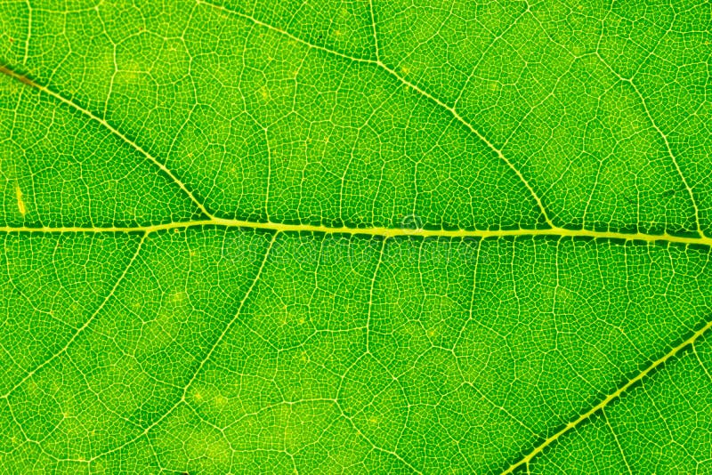 Fundal textură frunză. tipar tropical foliat abstract. natu royalty free stock photo