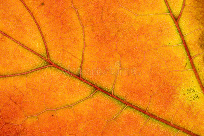 Fundal textură frunză. tipar tropical foliat abstract. natu royalty free stock image