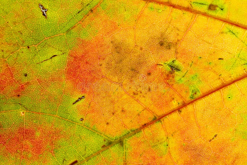 Fundal textură frunză. tipar tropical foliat abstract. natu stock images