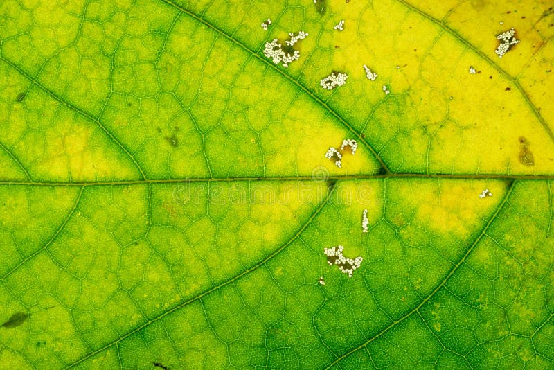 Fundal textură frunză. tipar tropical foliat abstract. natu stock images