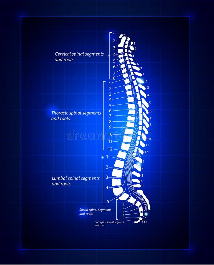 Spinal segments and roots. Detailed diagram. Deep blue color. Spinal segments and roots. Detailed diagram. Deep blue color