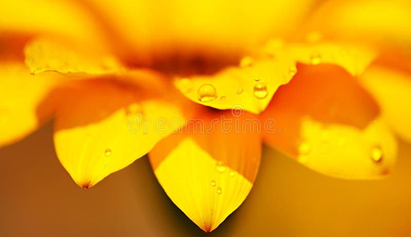 Fundo floral abstrato foto de stock