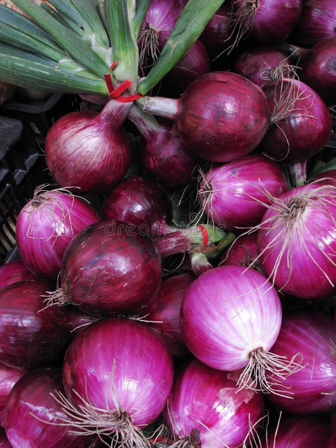 Shallot Ou Shallot Roxo De Cebola Vermelha No Shallot Fresco Do Cesto Para  Medicamentos Ou Ervas E Especiarias Para Alimentos Feit Foto de Stock -  Imagem de pilha, fresco: 252480062