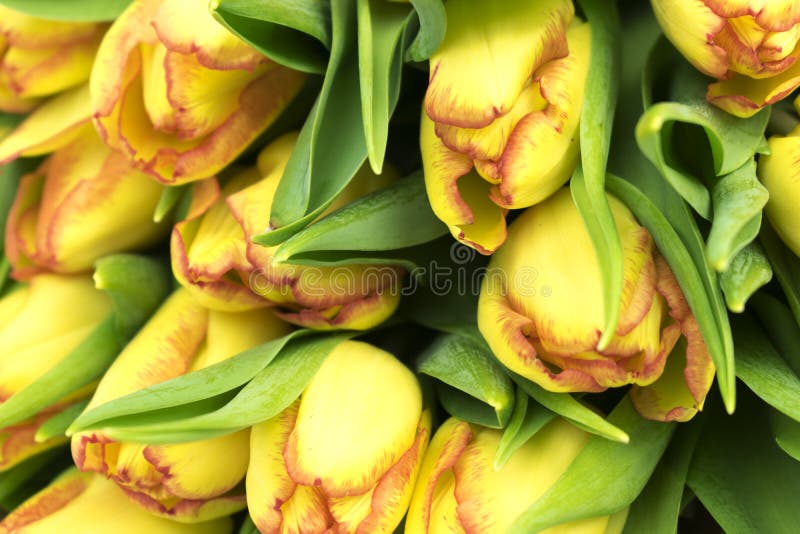 Fundo amarelo das tulipas Apenas chovido sobre fotos de stock royalty free Fundo amarelo das tulipas Apenas chovido sobre fotos de stock royalty free