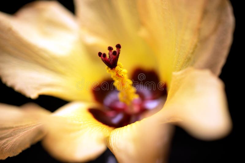 Fundo amarelo e vermelho da flor do hibiscus fotos de stock royalty free Fundo amarelo e vermelho da flor do hibiscus fotos de stock royalty free
