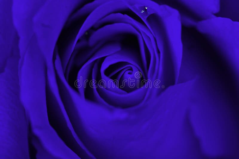 Fundo azul de Rosa imagem de stock Fundo azul de Rosa imagem de stock