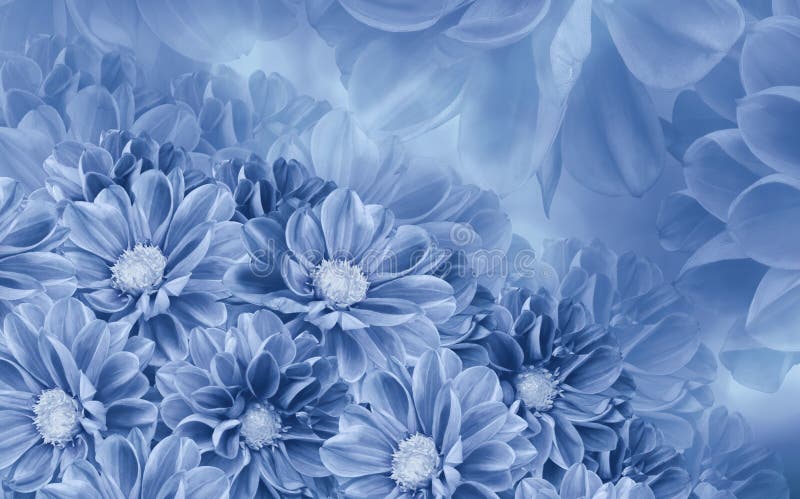 Fundo bonito branco-azul floral das dálias Composição da flor