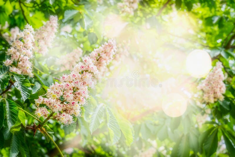 Beautiful spring or summer nature background with chestnut blossom, sunlight and bokeh, frame, outdoor nature. Beautiful spring or summer nature background with chestnut blossom, sunlight and bokeh, frame, outdoor nature