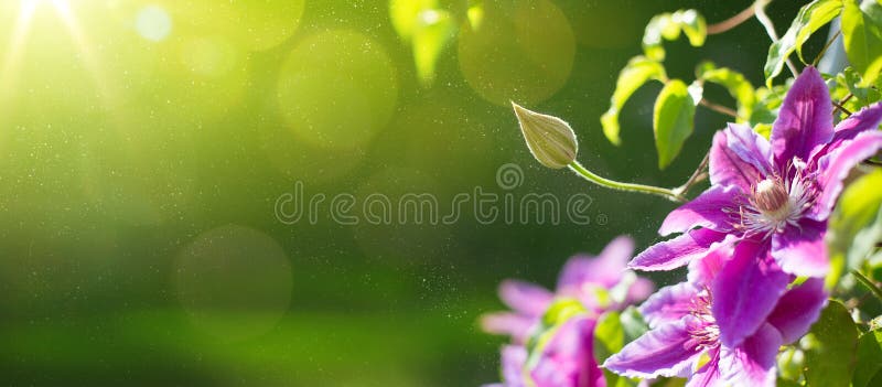 Fundo bonito do jardim de Art Summer ou da mola fotos de stock royalty free Fundo bonito do jardim de Art Summer ou da mola fotos de stock royalty free