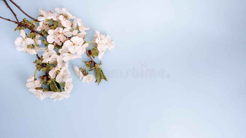 Fundo bonito pastel floral com flores brancas cartão azul com espaço da cópia fotos de stock Fundo bonito pastel floral com flores brancas cartão azul com espaço da cópia fotos de stock