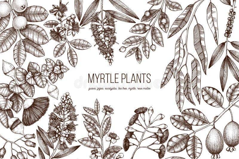 Botanical background with beautiful myrtle plants sketches. Hand drawn feijoa, Eucalyptus, tea tree, guava, myrtus drawings. Exotic trees design template. Medicinal plants frame. Botanical background with beautiful myrtle plants sketches. Hand drawn feijoa, Eucalyptus, tea tree, guava, myrtus drawings. Exotic trees design template. Medicinal plants frame.