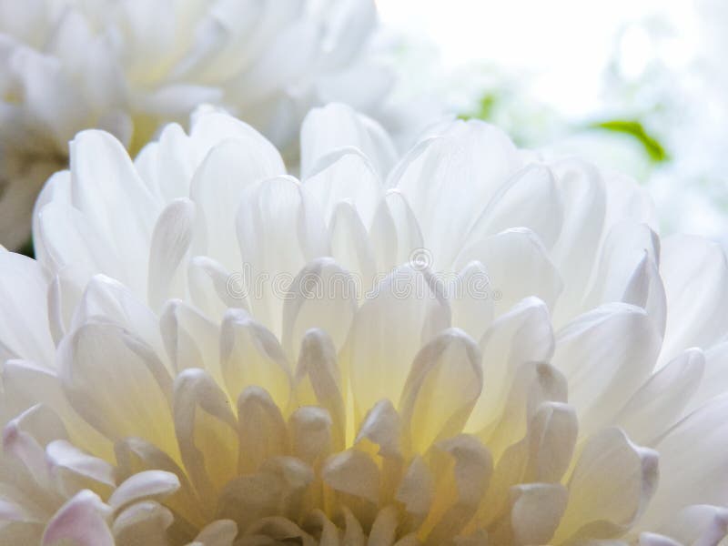 Fundo branco bonito da flor da pe?nia Flores bonitas, pe?nias Fundo floral, foto do close up das pe?nias imagem de stock royalty free Fundo branco bonito da flor da pe?nia Flores bonitas, pe?nias Fundo floral, foto do close up das pe?nias imagem de stock royalty free