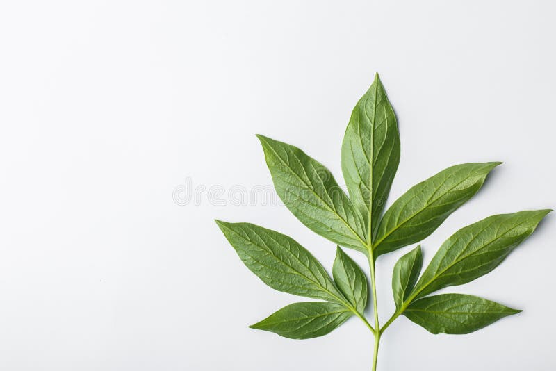 Fundo branco com folhas verdes, composição lisa foto de stock royalty free Fundo branco com folhas verdes, composição lisa foto de stock royalty free