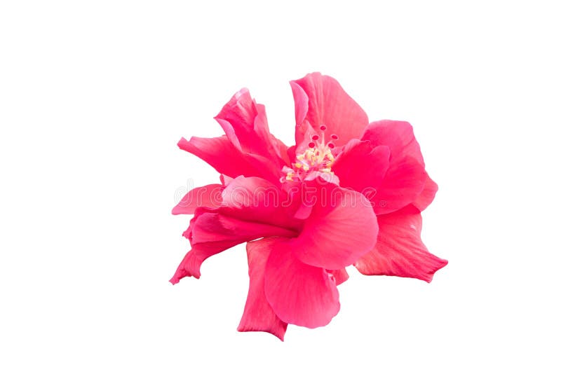 Fundo branco do isolado vermelho da flor de Rosa-Sinensis do hibiscus imagem de stock royalty free Fundo branco do isolado vermelho da flor de Rosa-Sinensis do hibiscus imagem de stock royalty free