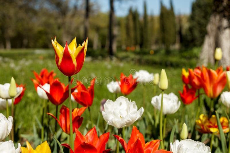 Fundo colorido brilhante da mola com foco no vermelho com a tulipa amarela do fogo de artifício fotografia de stock royalty free Fundo colorido brilhante da mola com foco no vermelho com a tulipa amarela do fogo de artifício fotografia de stock royalty free