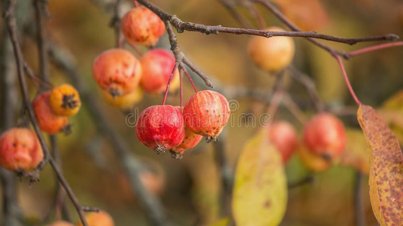 Fundo colorido do outono com maçãs em um ramo imagens de stock royalty free