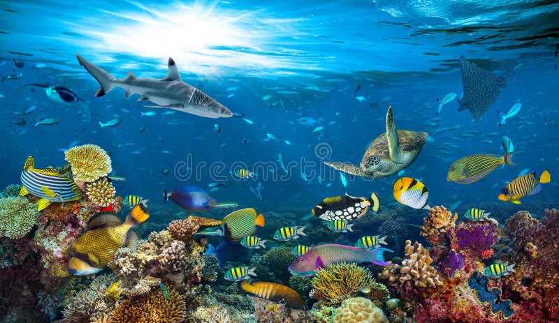 Fundo colorido dos peixes do recife de corais subaquático do paraíso