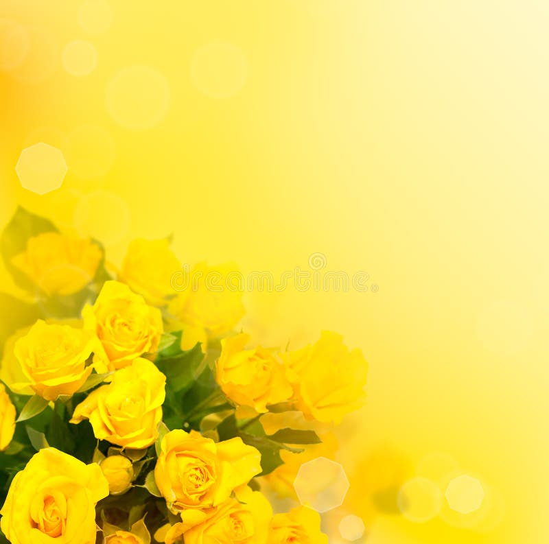 Fundo com rosas amarelas imagem de stock royalty free