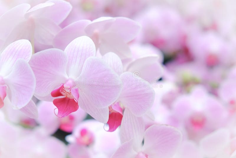 Fundo cor-de-rosa das orquídeas imagens de stock Fundo cor-de-rosa das orquídeas imagens de stock