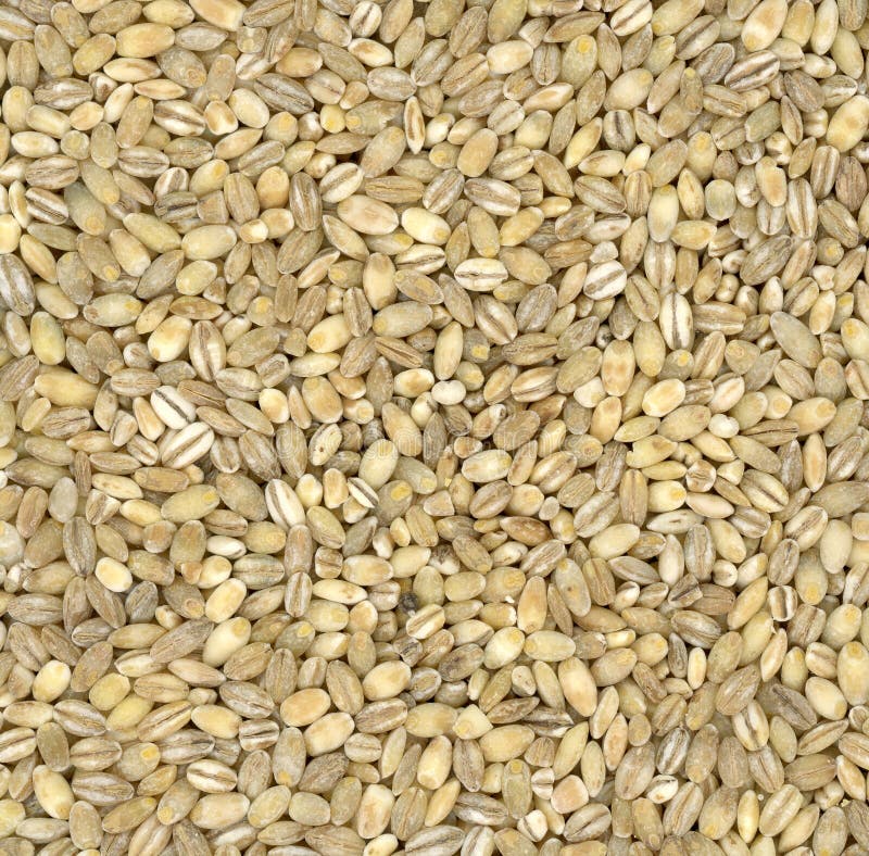 Fundo de cevada pérola imagens de stock royalty free