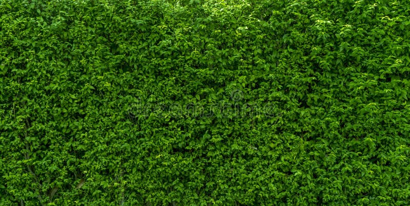 Fundo da cor verde da parede da árvore imagem de stock royalty free