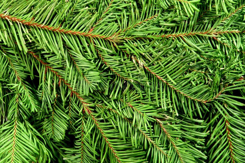 Ramos de árvore de Natal com fundo verde imagem de stock