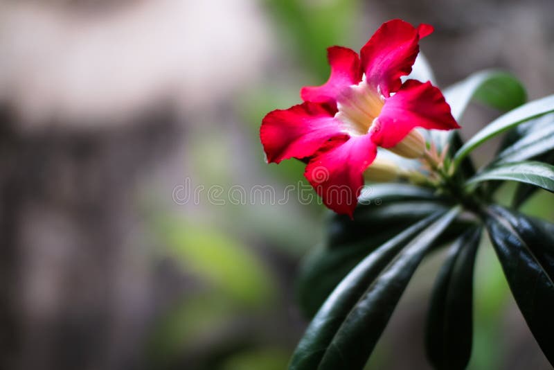Fundo da flor de Kemboja imagens de stock Fundo da flor de Kemboja imagens de stock