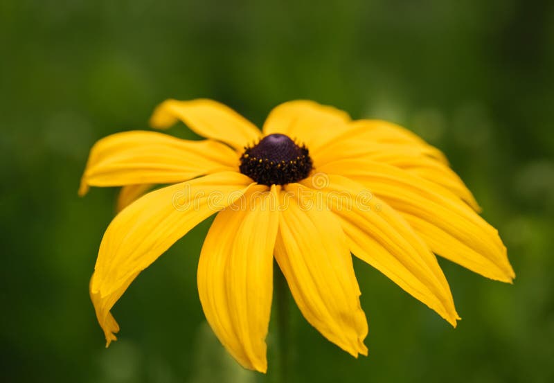 Fundo da flor do ver?o Flor amarela bonita brilhante do rudbeckia, coneflower, susan de olhos pretos em um fundo borrado verde foto de stock royalty free Fundo da flor do ver?o Flor amarela bonita brilhante do rudbeckia, coneflower, susan de olhos pretos em um fundo borrado verde foto de stock royalty free