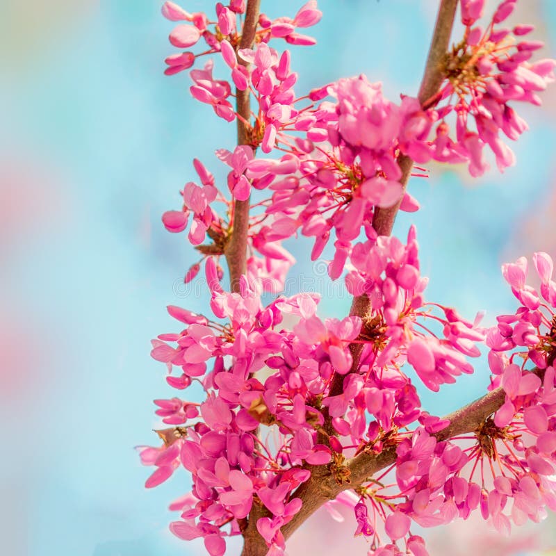 Fundo da flor da mola Árvore de florescência sobre o backgroun da natureza imagens de stock Fundo da flor da mola Árvore de florescência sobre o backgroun da natureza imagens de stock
