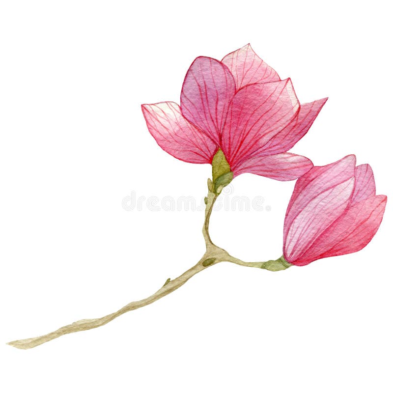 Fundo da mola com a flor da magnólia da aquarela Ilustração botânica tirada mão ilustração do vetor Fundo da mola com a flor da magnólia da aquarela Ilustração botânica tirada mão ilustração do vetor