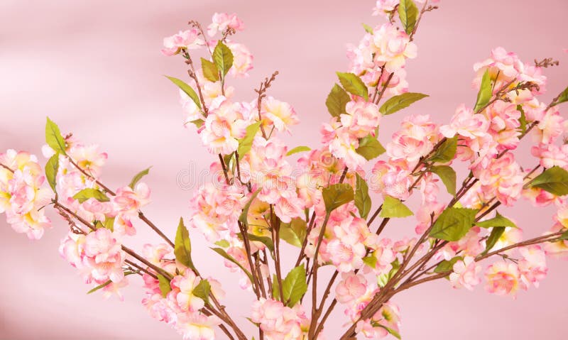 Fundo da mola com flores cor-de-rosa fotos de stock royalty free Fundo da mola com flores cor-de-rosa fotos de stock royalty free