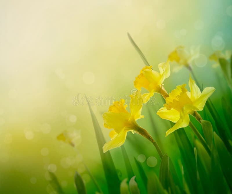 Daffodil floral spring background. Easter Spring Flowers. Elegant Mother's Day gift. Springtime green background. Daffodil floral spring background. Easter Spring Flowers. Elegant Mother's Day gift. Springtime green background.