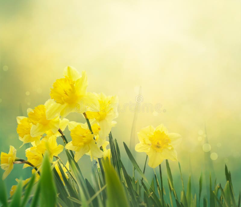 Daffodil floral spring background. Easter Spring Flowers. Elegant Mother`s Day gift. Springtime green background. Daffodil floral spring background. Easter Spring Flowers. Elegant Mother`s Day gift. Springtime green background.