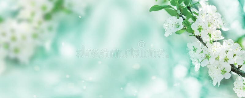 Fundo de primavera, flores brancas, banner fotografia de stock