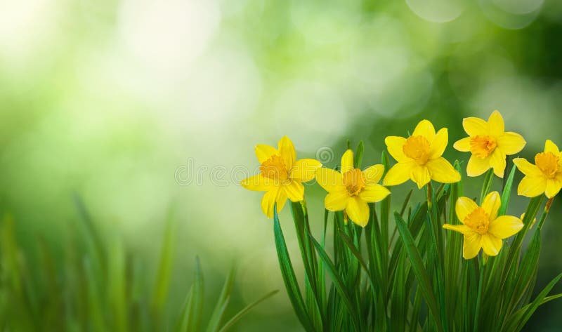 Beautiful Nature Spring Background. Spring flowers. Nature scene with blooming yellow daffodil flowers growing outdoors in garden, macro. Wallpaper or Web Banner With Copy Space. Beautiful Nature Spring Background. Spring flowers. Nature scene with blooming yellow daffodil flowers growing outdoors in garden, macro. Wallpaper or Web Banner With Copy Space